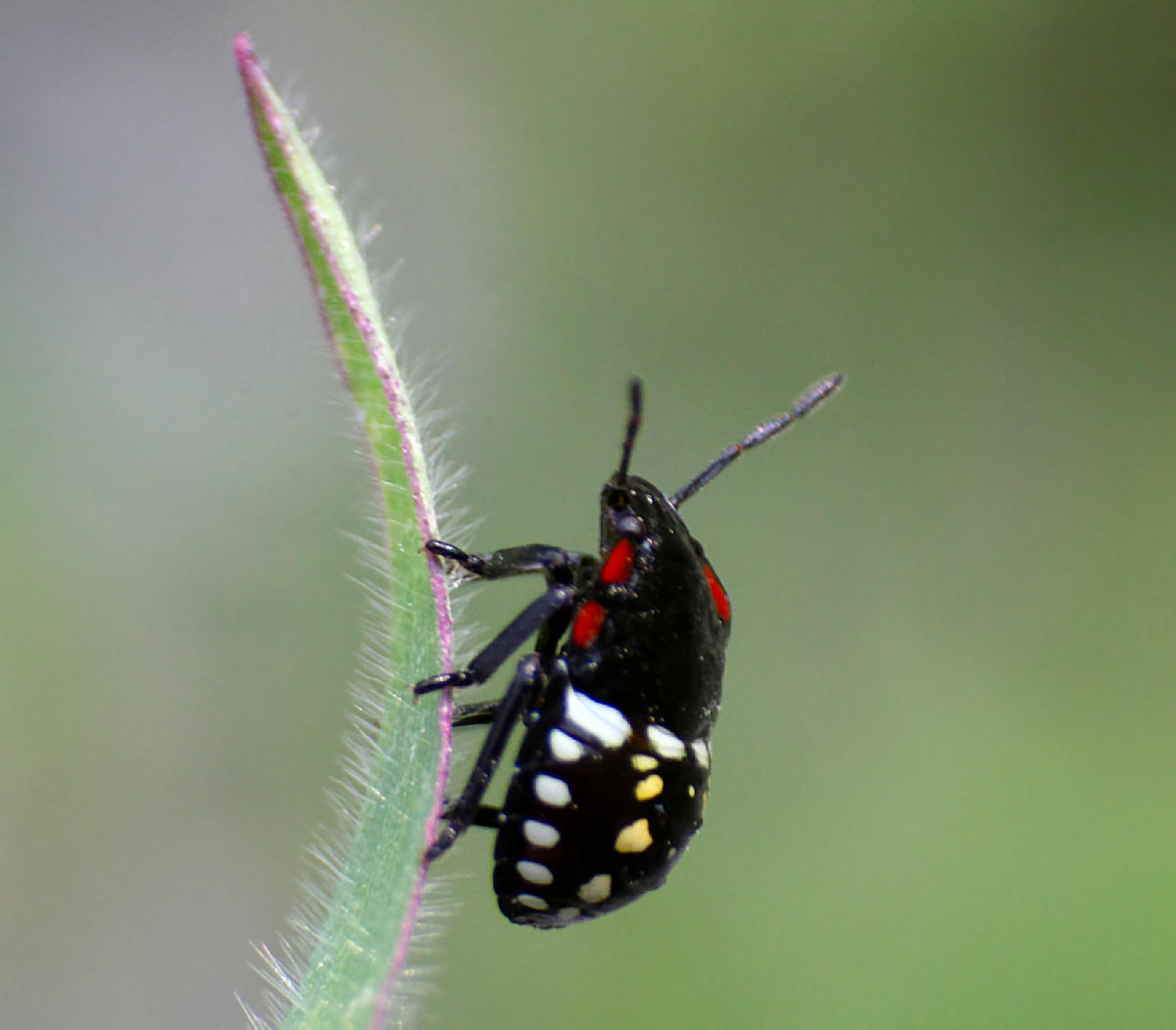 Pentatomidae: neanide di Nezara viridula di Lombardia (CO)